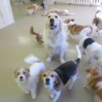 ＤＯＧ ＩＮＣ店内